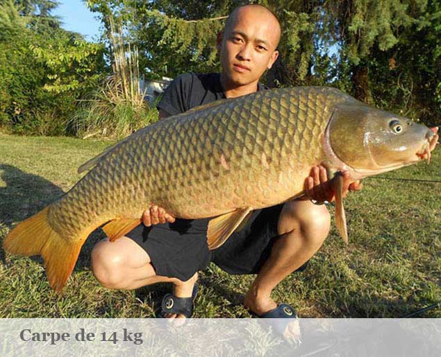 photo pecheur carpe commune pechee au gite les carpistes