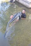 Photo capture de pêche gros silure 