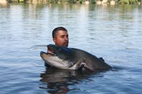 Photo silure géant pêché dans le Tarn 