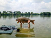 photo belle carpe commune en rivière